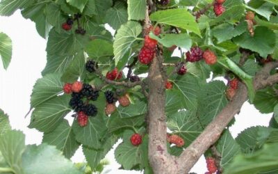 La avenida del moral